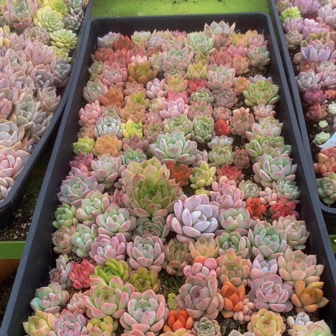 504多肉植物保护研究所所长