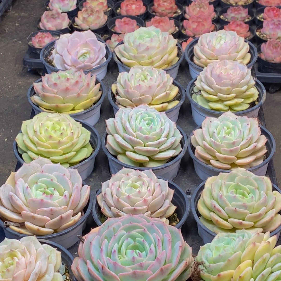 712多肉植物保护研究所所长