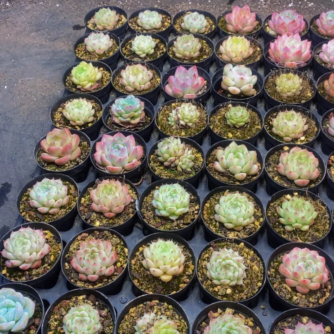 834 仙葩园艺精品多肉