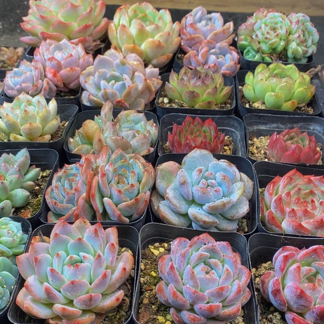 594多肉植物保护研究所所长的