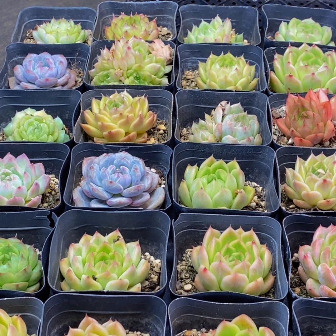 404多肉植物保护研究所所长的介绍