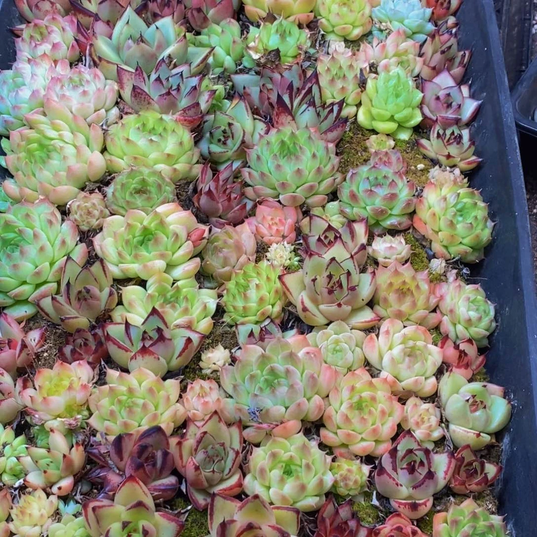 268多肉植物保护研究所所长