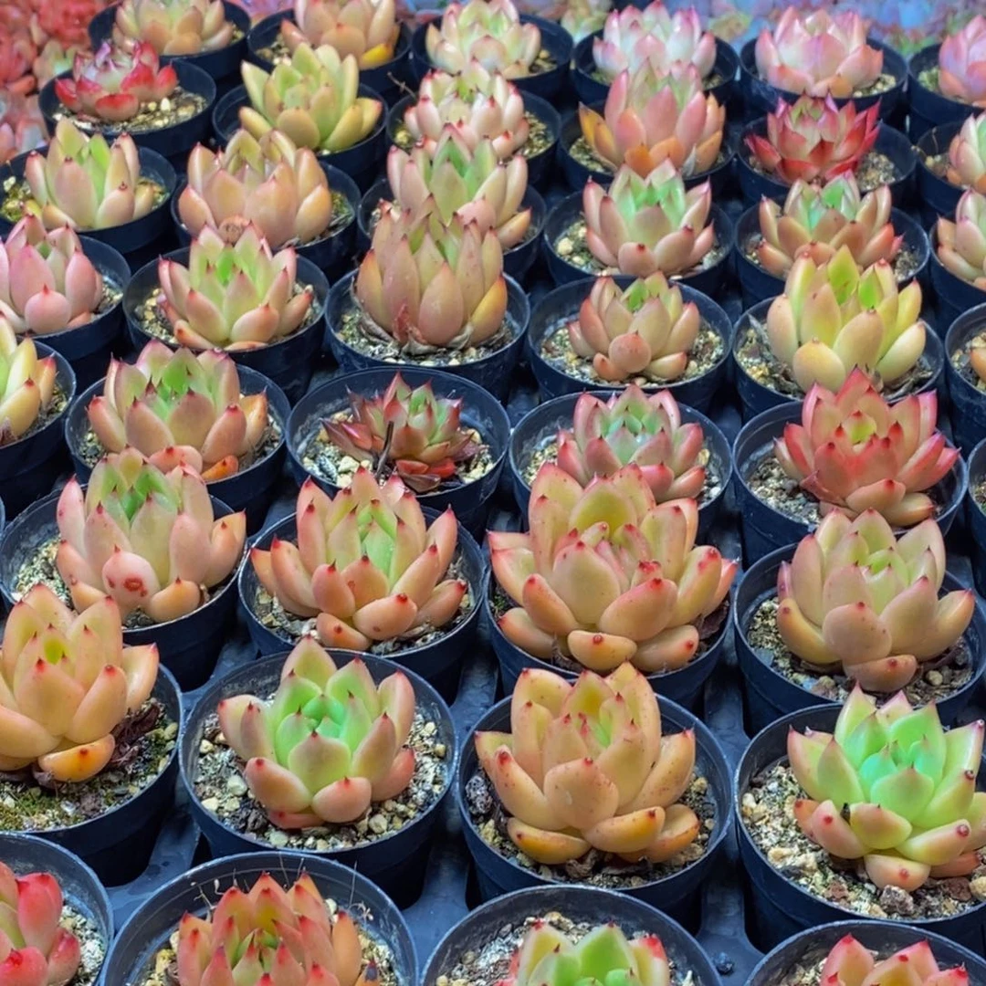 422多肉植物保护研究所