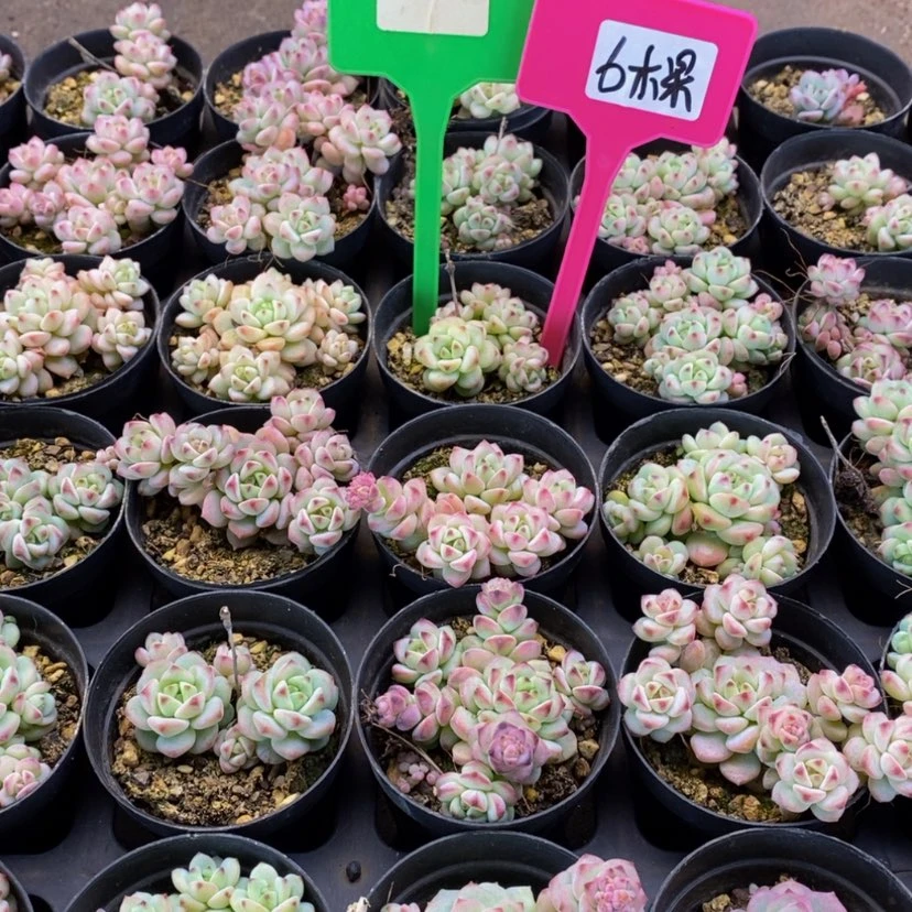 【闪购商品】644.....