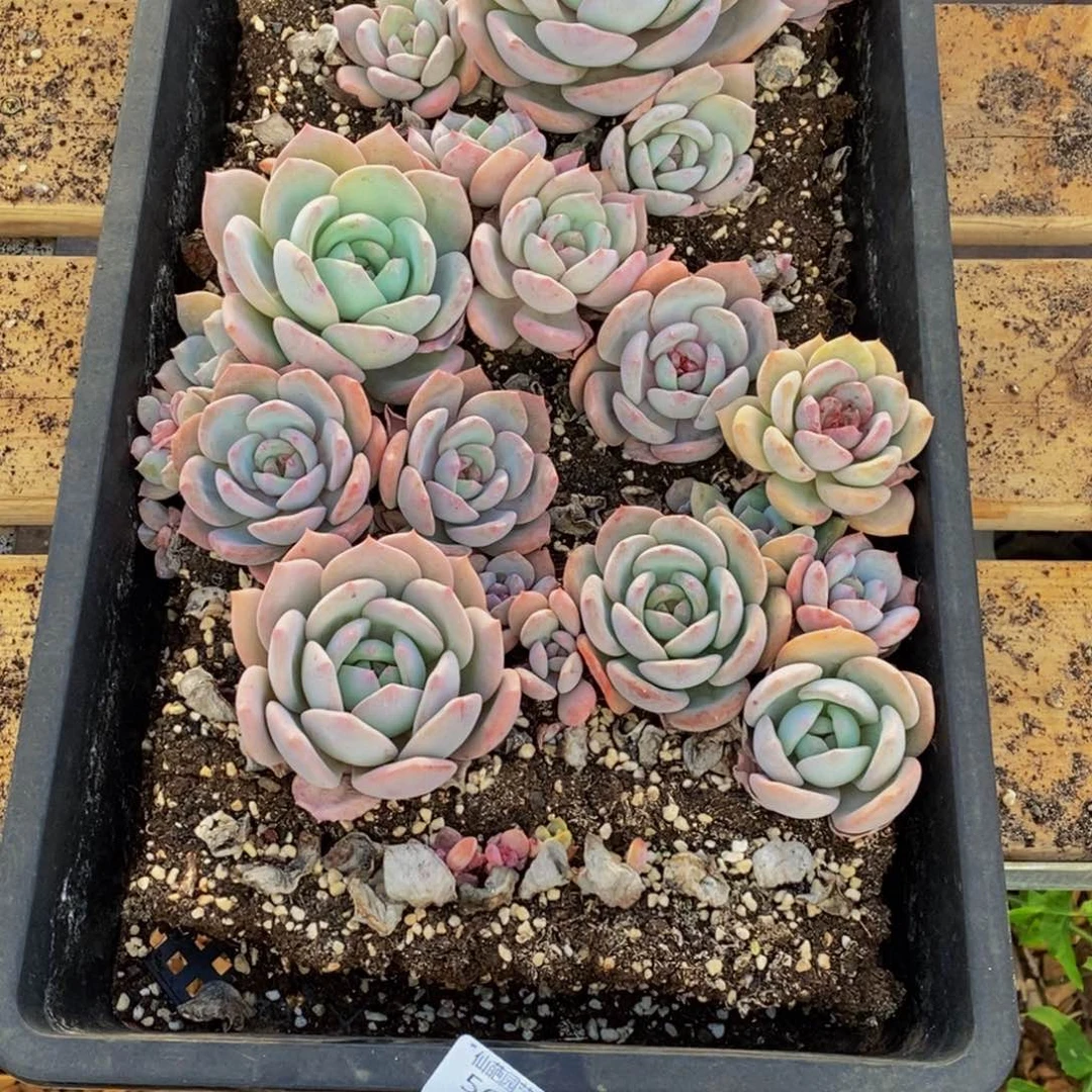 一**良564多肉植物保护研究所所长