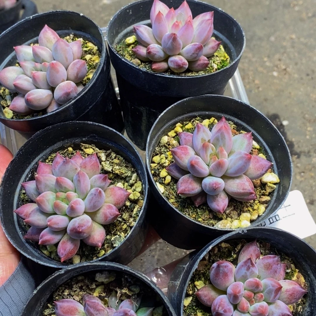 734多肉植物保护研究所所长