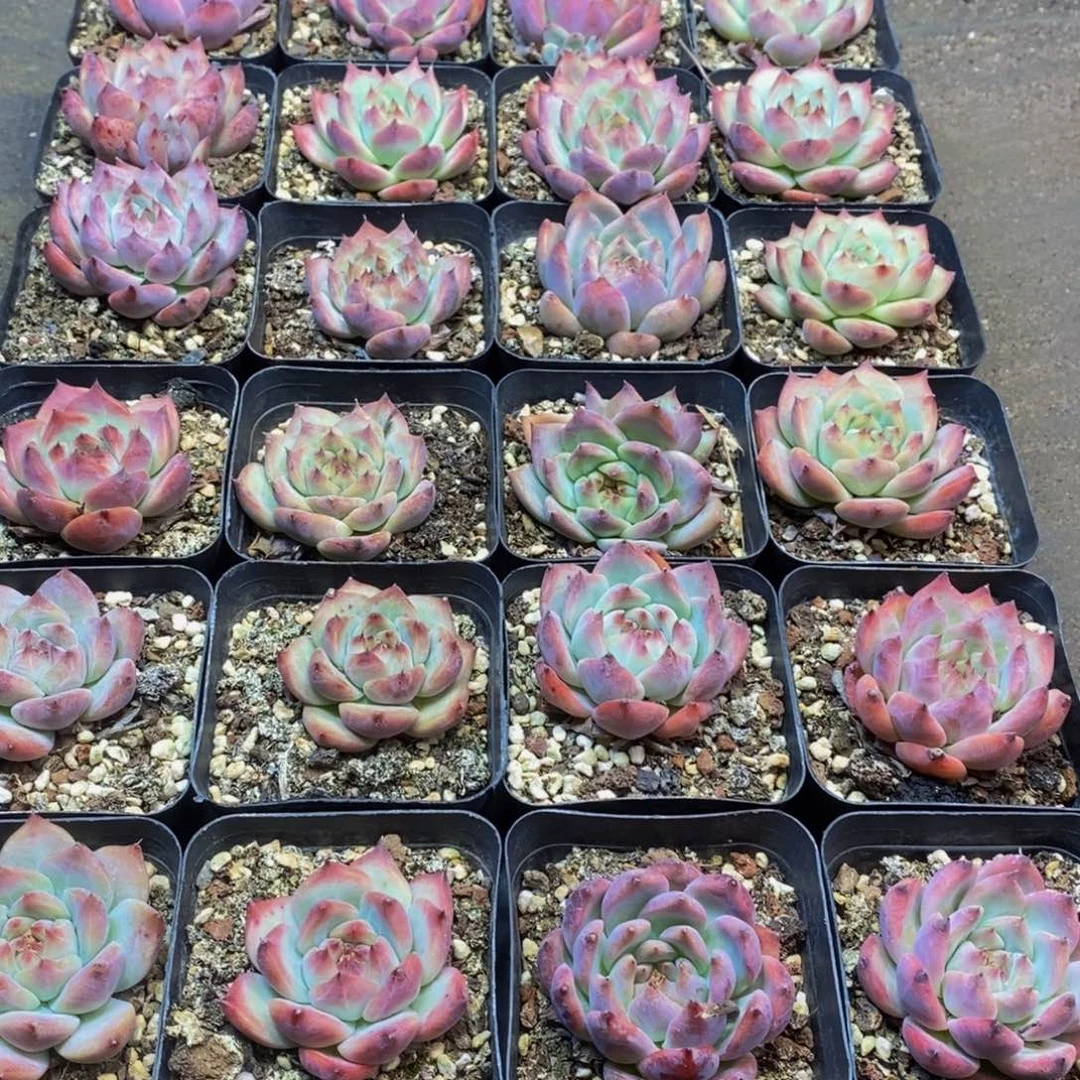 瑾*586多肉植物保护研究所
