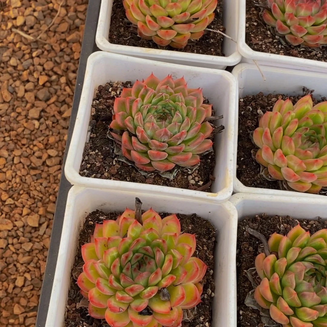 570多肉植物保护研究所所长