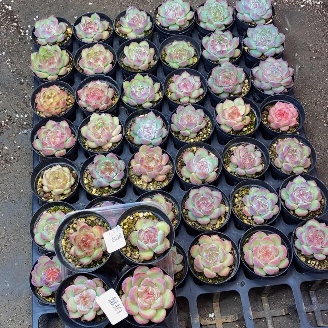 808 仙葩园艺精品多肉