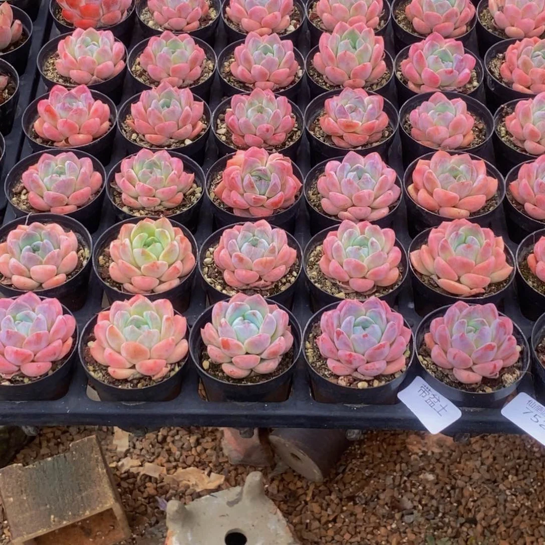 妃 752多肉植物保护研究所所长