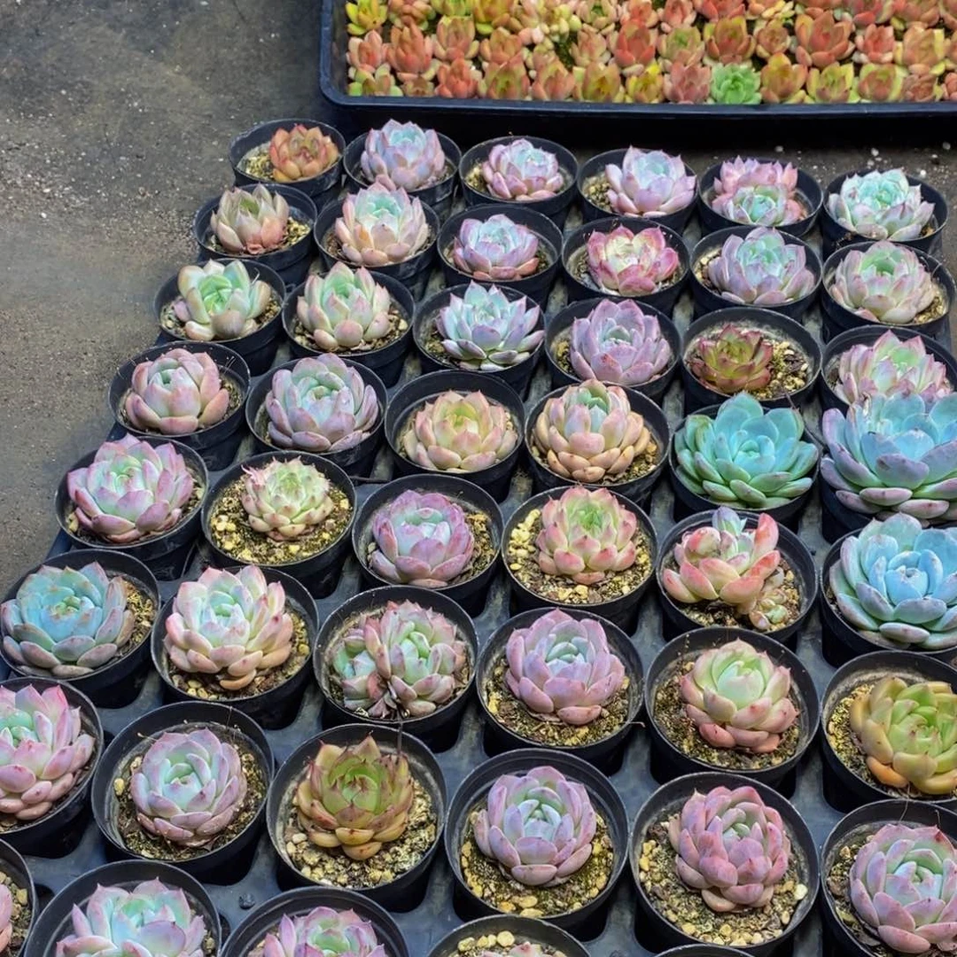 22多肉植物保护研究所所长