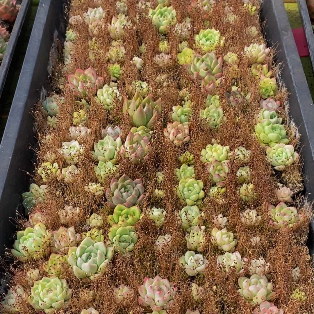 505多肉植物保护研究所