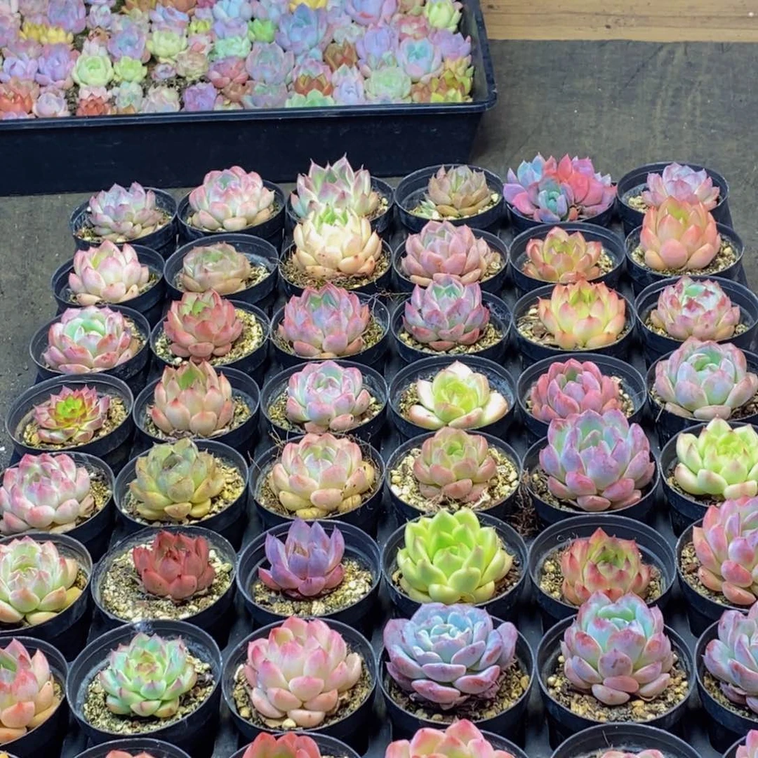 621多肉植物保护研究所所长