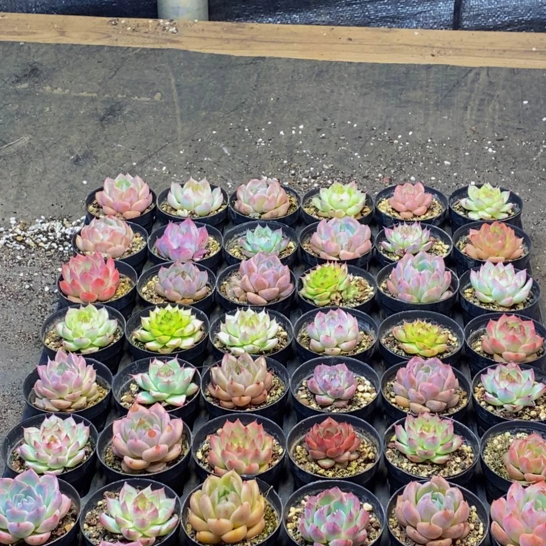 632多肉植物保护研究所所长