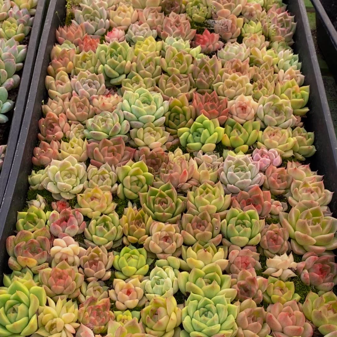 312 仙葩园艺精品多肉