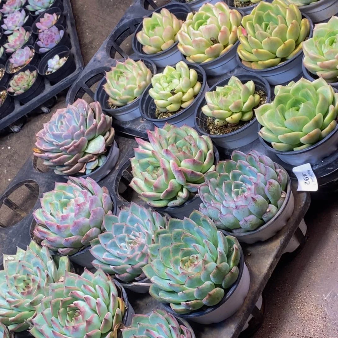 492多肉植物保护研究所所长