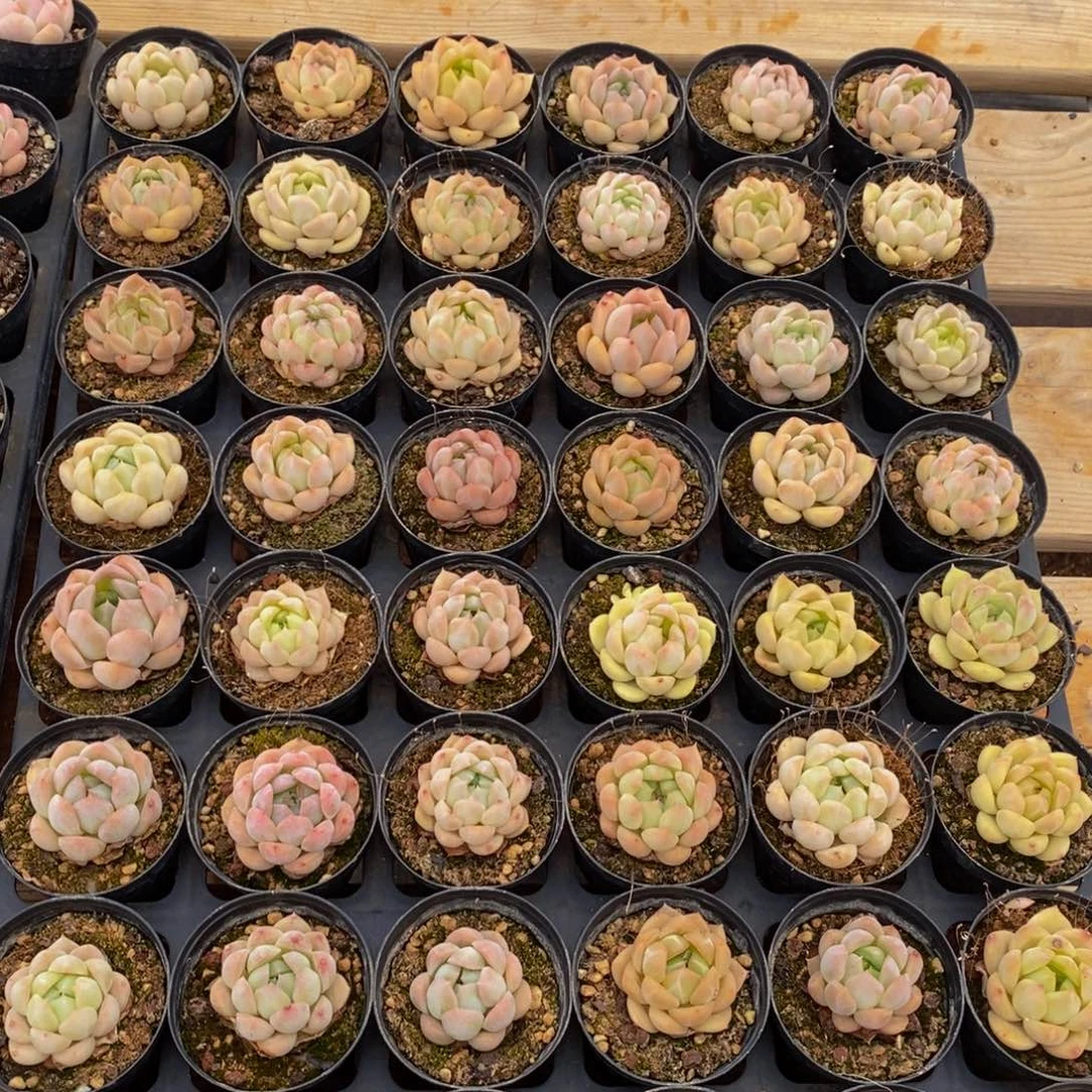 696多肉植物保护研究所
