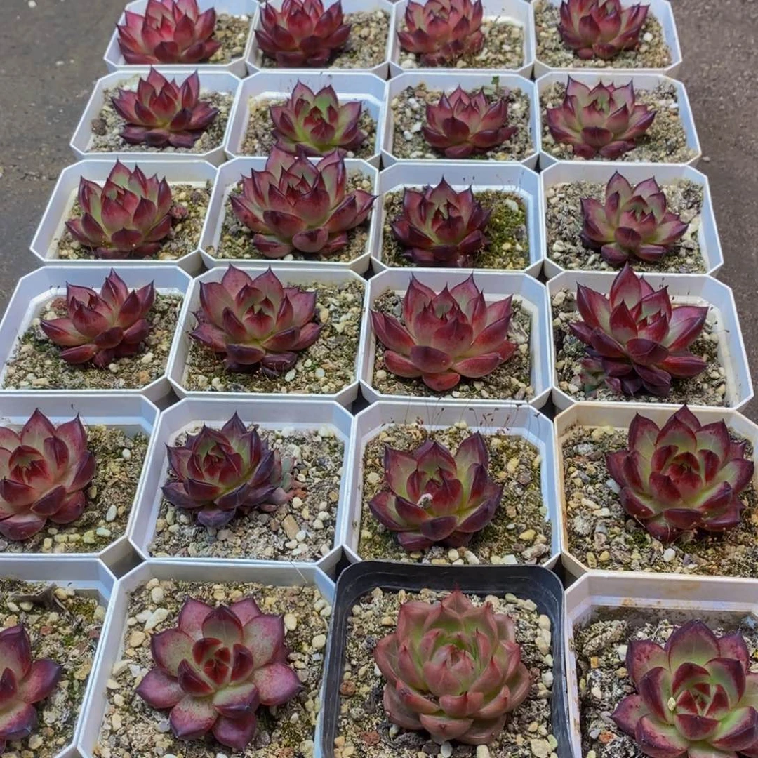 545多肉植物保护研究所所长