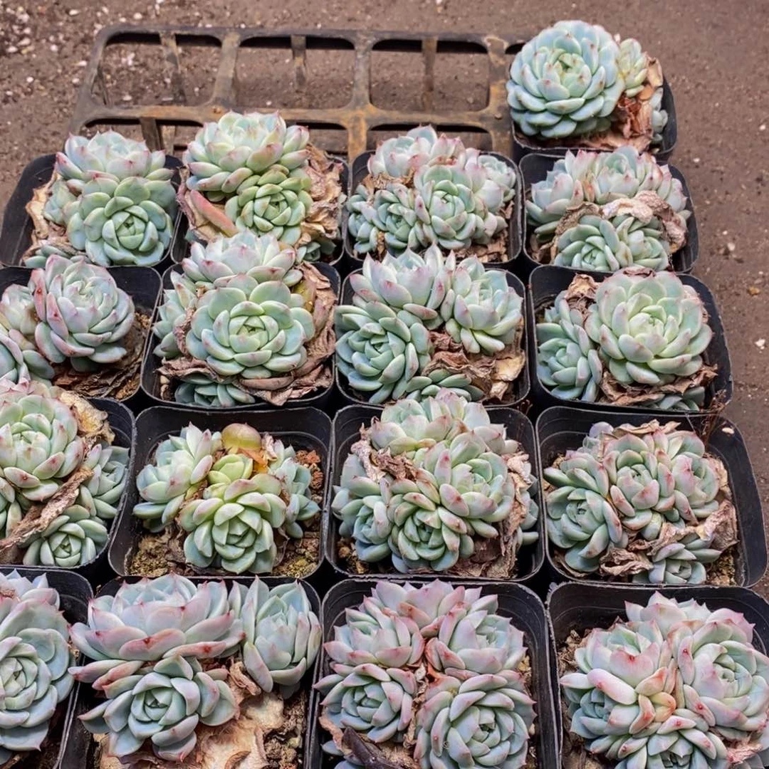649多肉植物保护研究所所长的