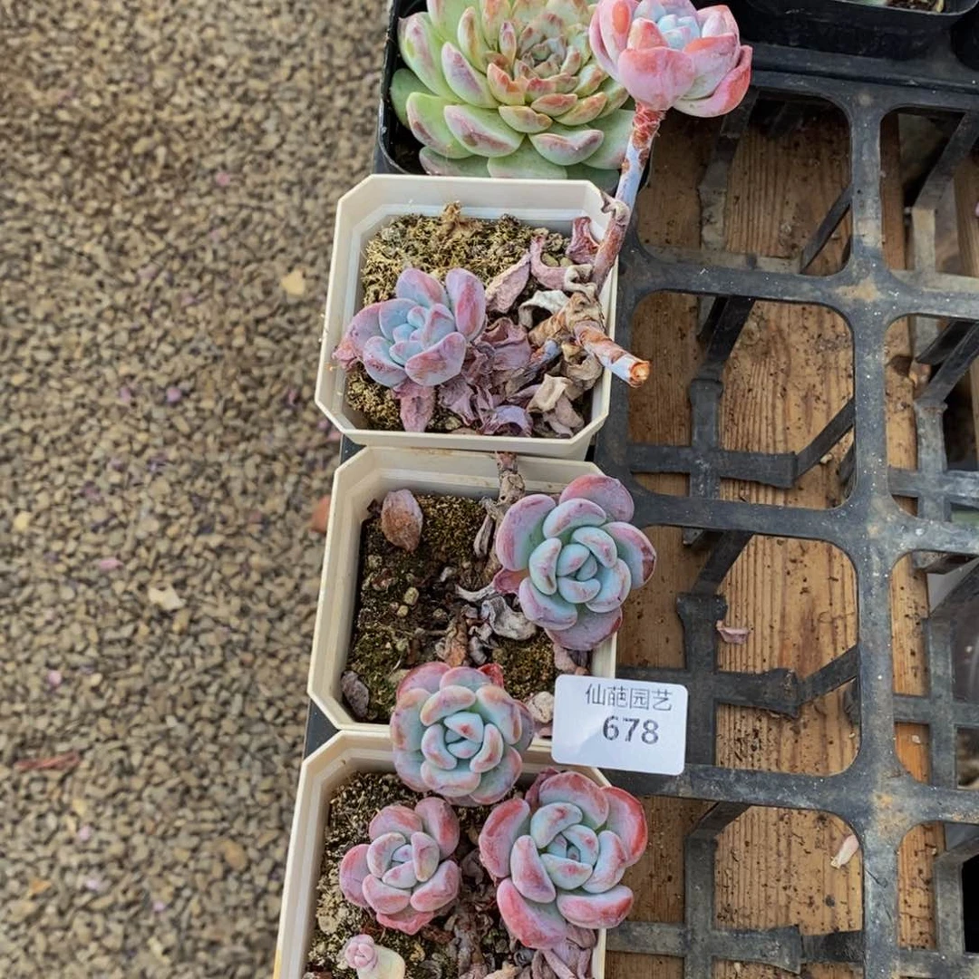 678多肉植物保护研究所所长