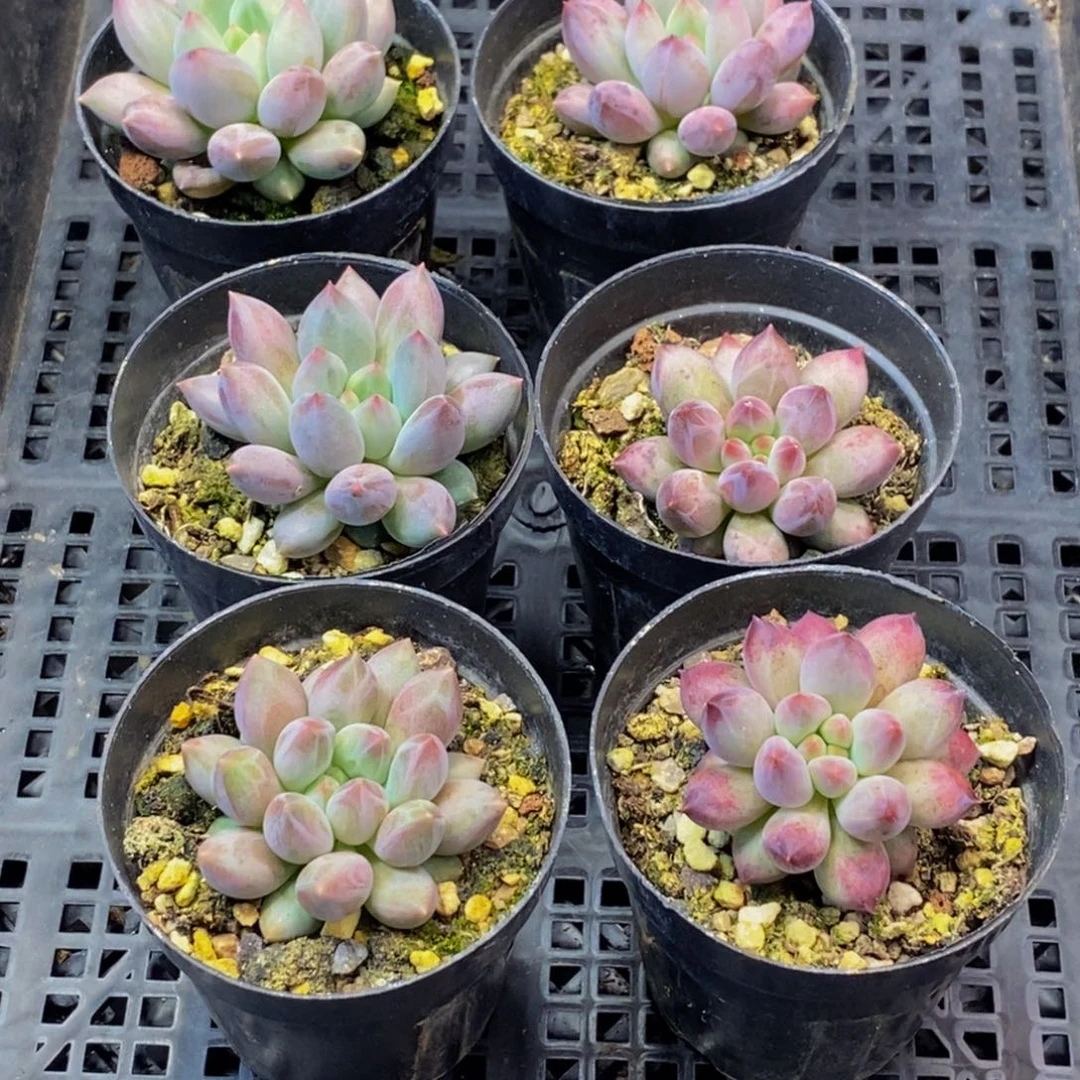 608多肉植物保护研究所所长