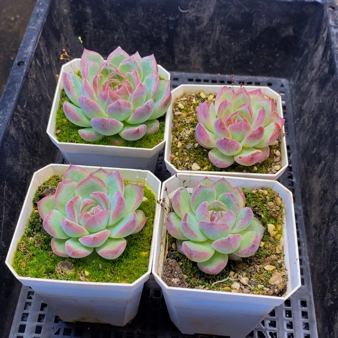 177多肉植物保护研究所所长的