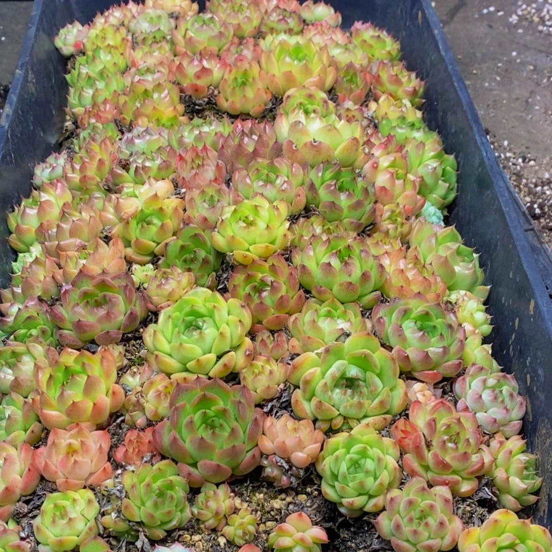 110多肉植物保护研究所