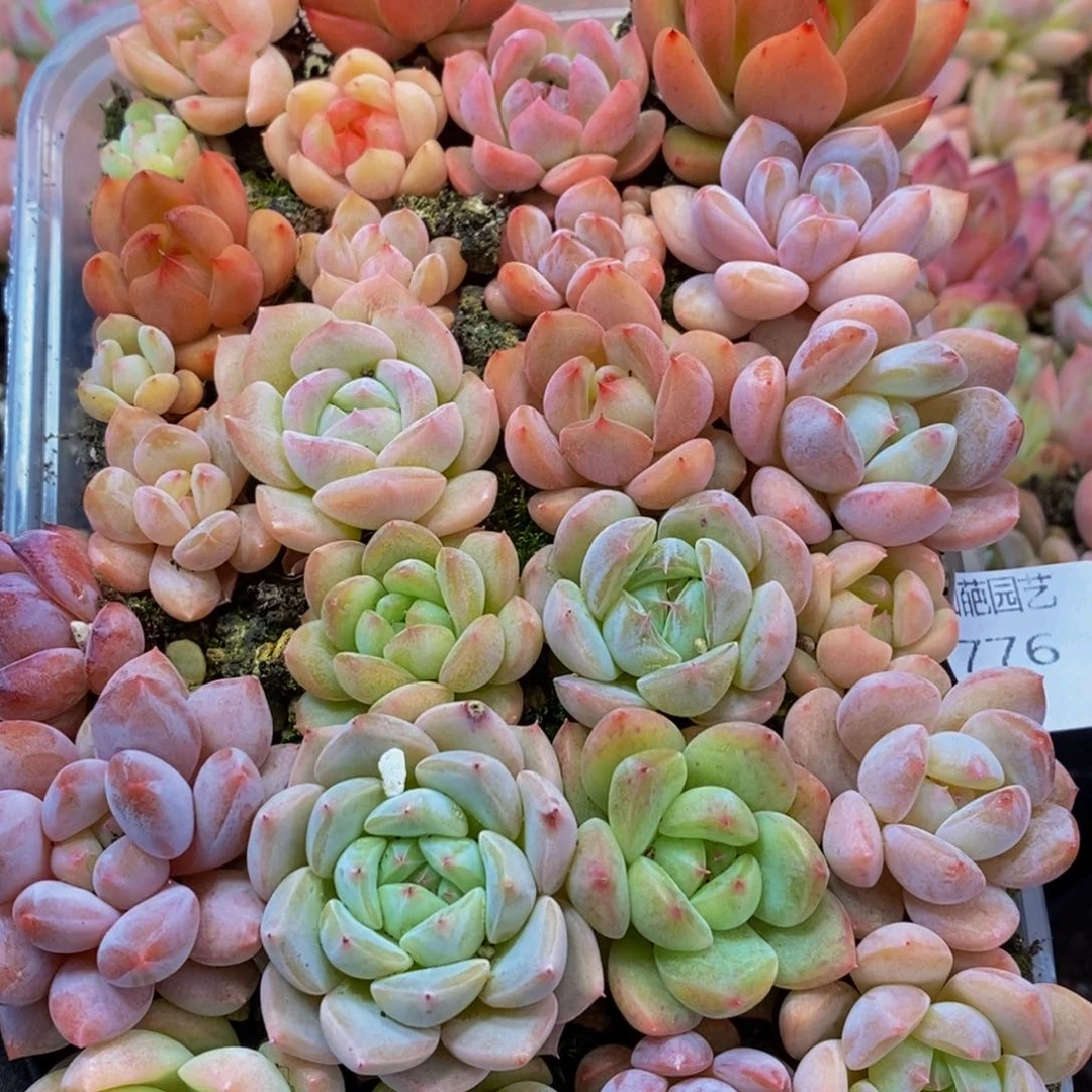 776多肉植物保护研究所