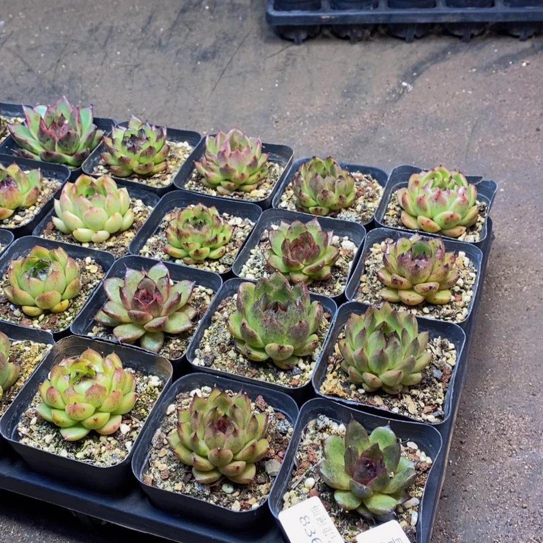 836多肉植物保护研究所量拍4颗