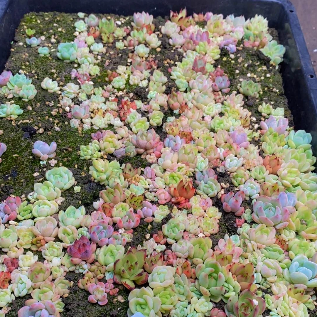 564多肉植物保护研究所
