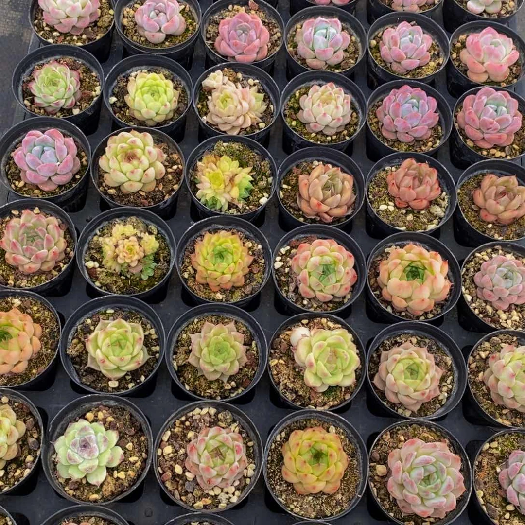 666多肉植物保护研究所所长