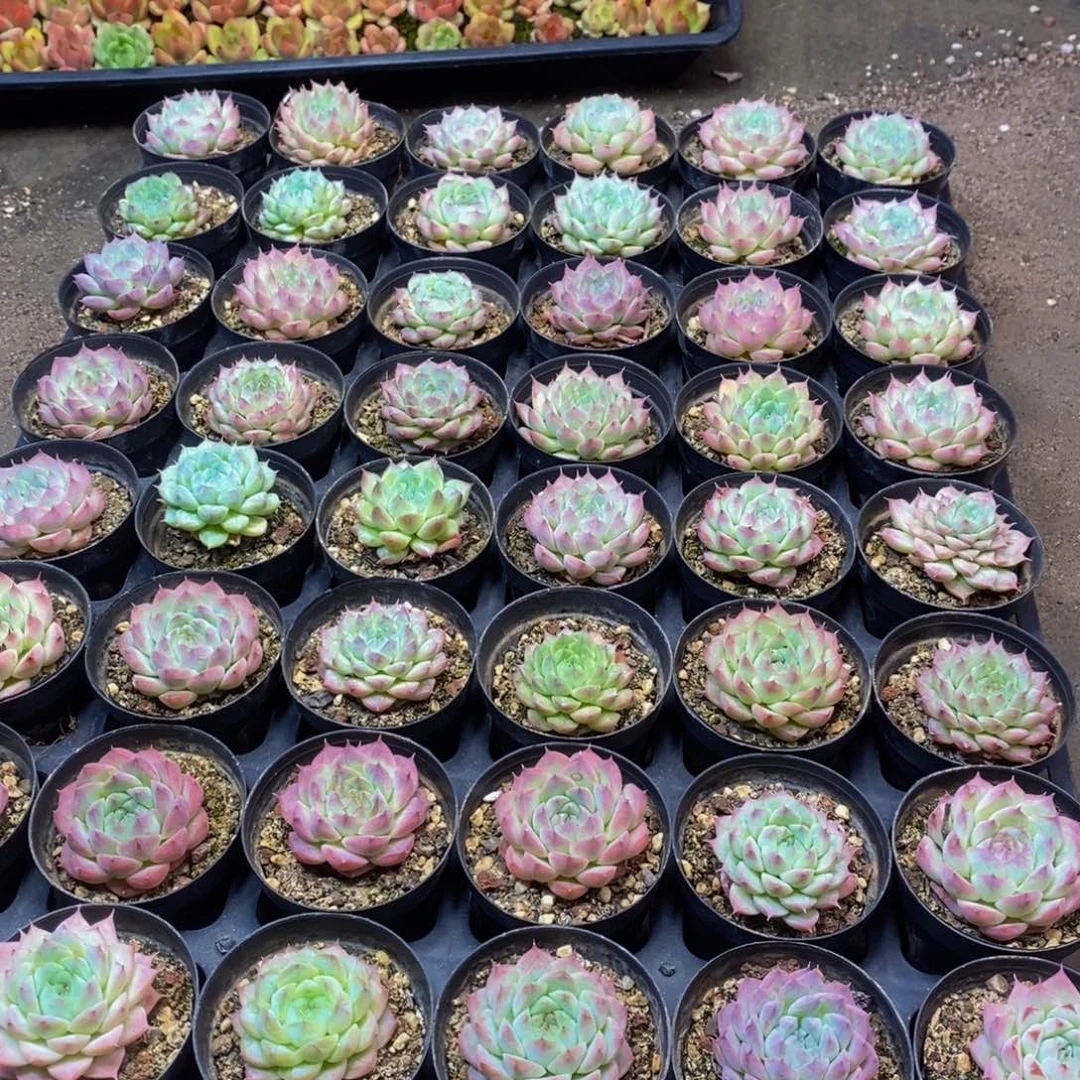 321多肉植物保护研究所所长