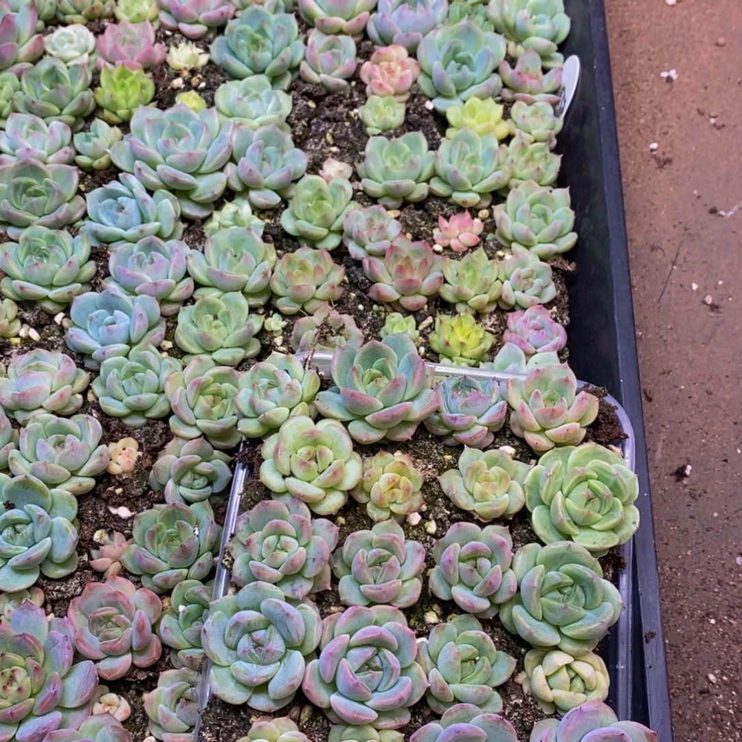 839 仙葩园艺精品多肉