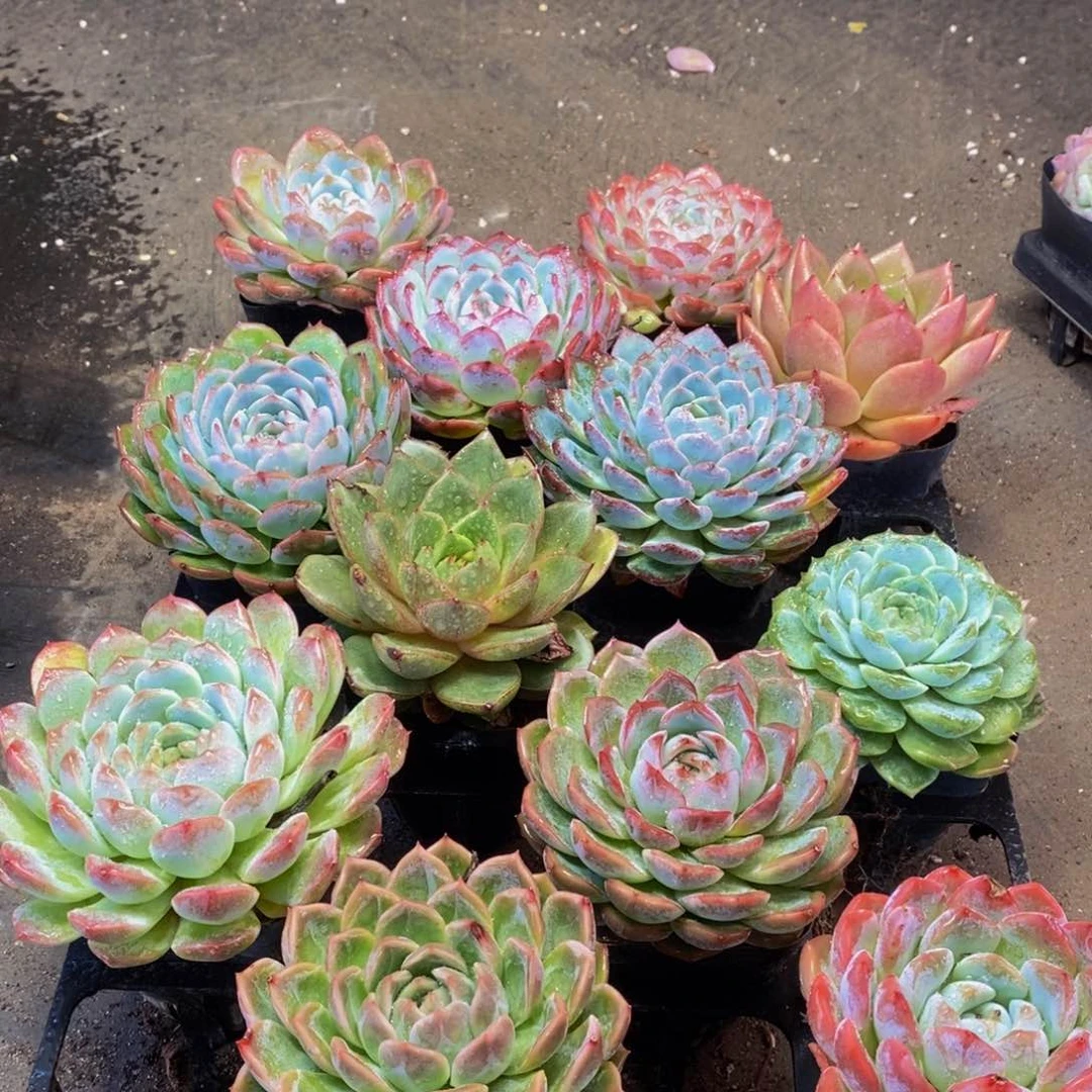 184多肉植物保护研究所所长