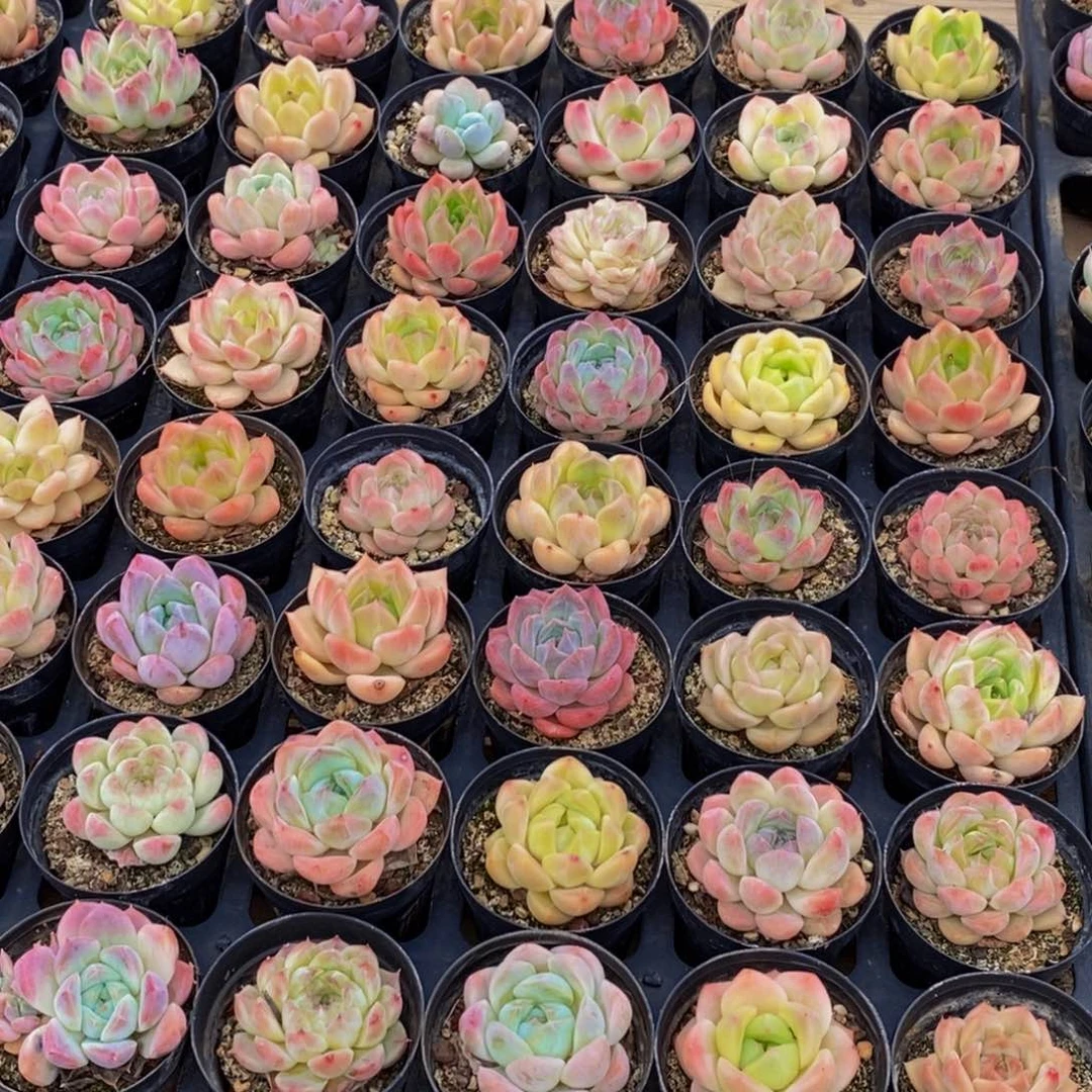 646多多肉植物保护研究所