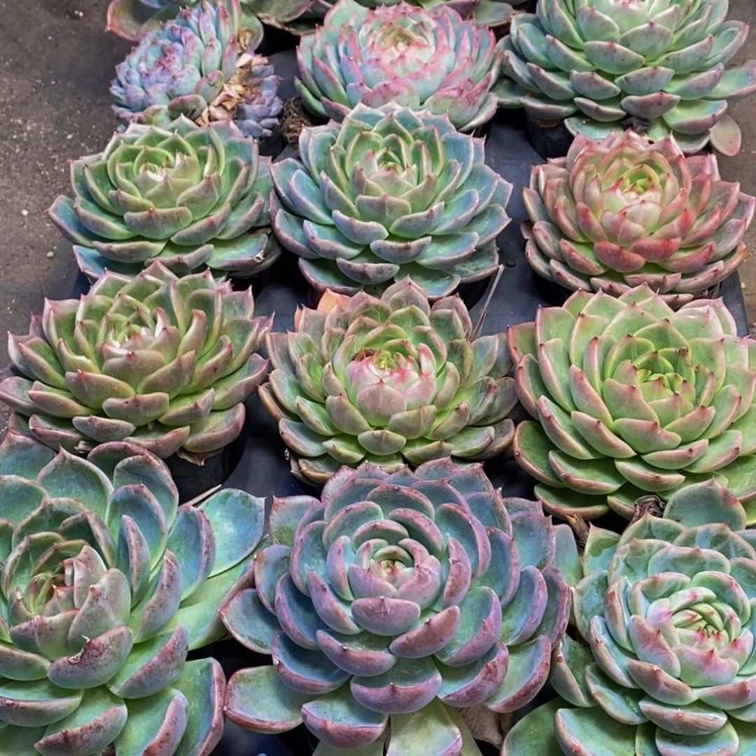 559多肉植物保护研究所