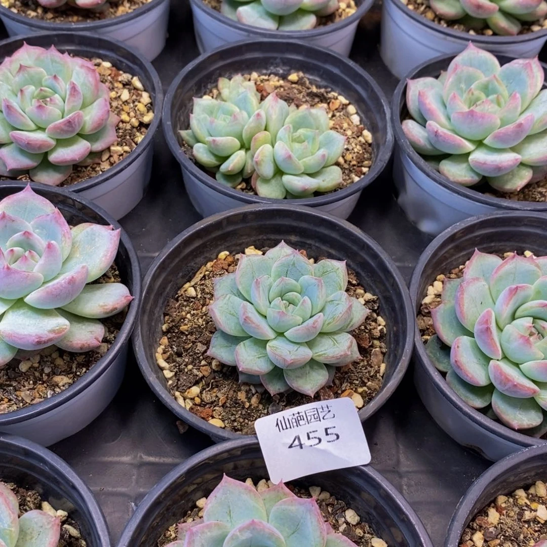 455 仙葩园艺精品多肉植物