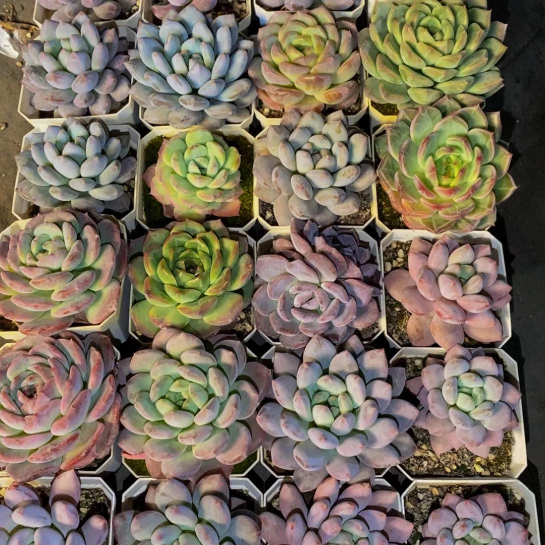 197 仙葩园艺精品多肉