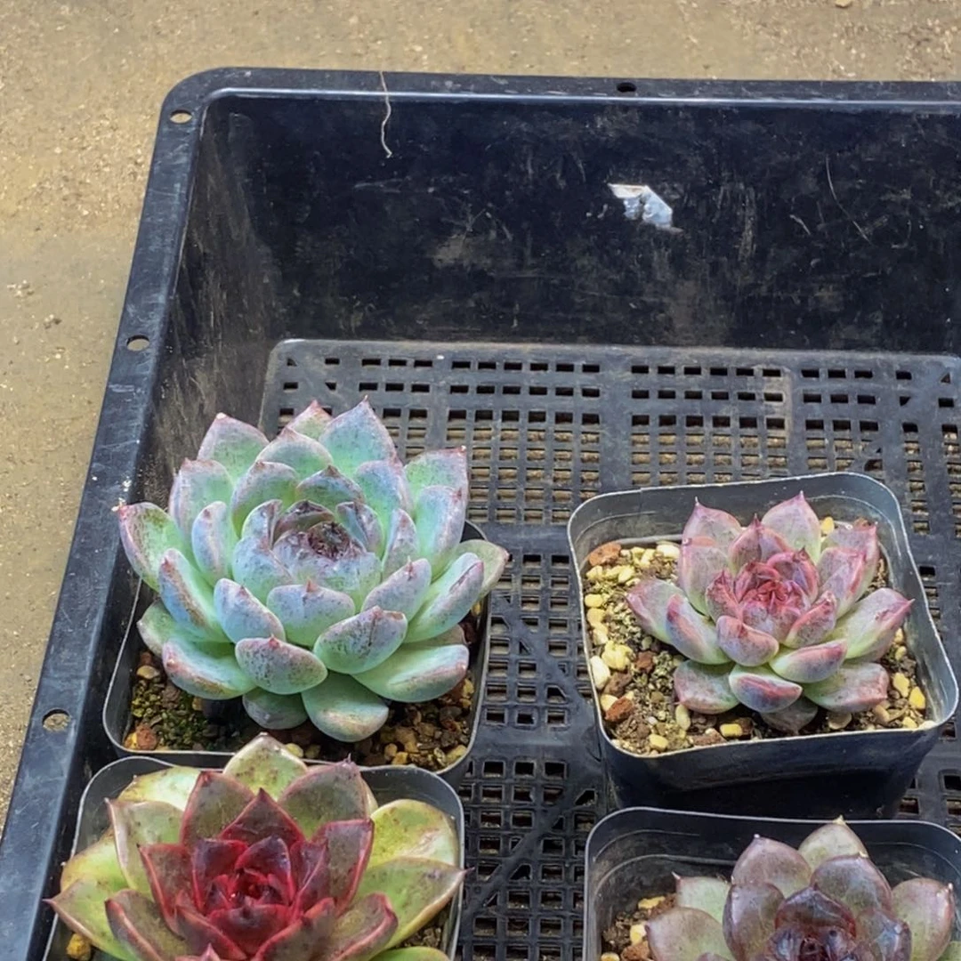 428多肉植物保护研究所所长