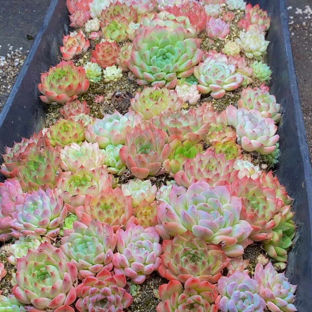 264多肉植物保护研究所