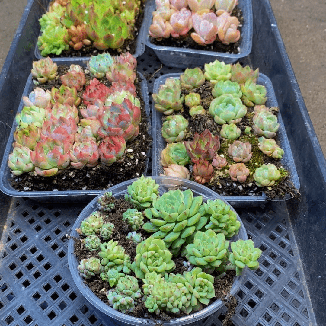 554多肉植物保护研究所多肉植物保护