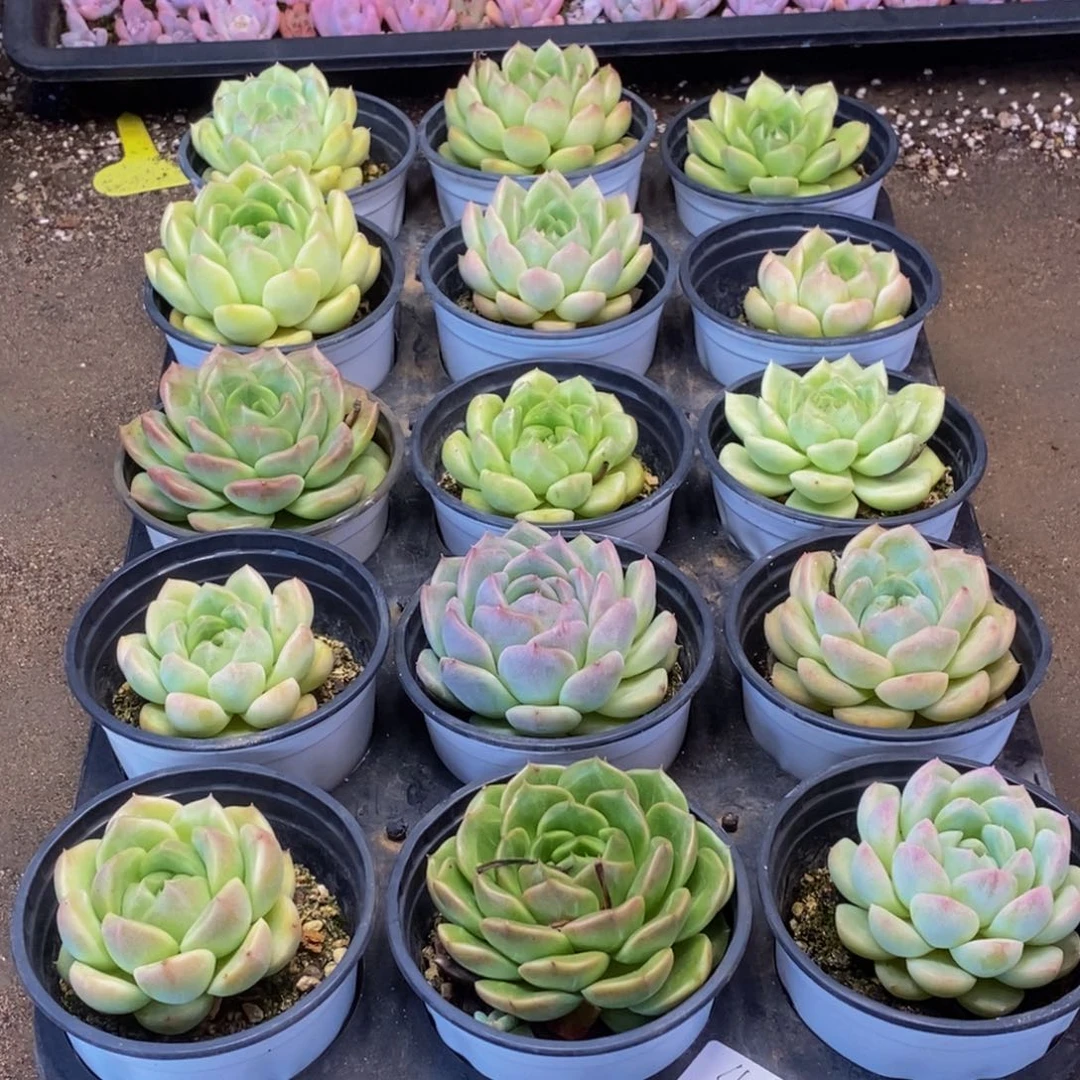 马****台456多肉植物保护研究所所长