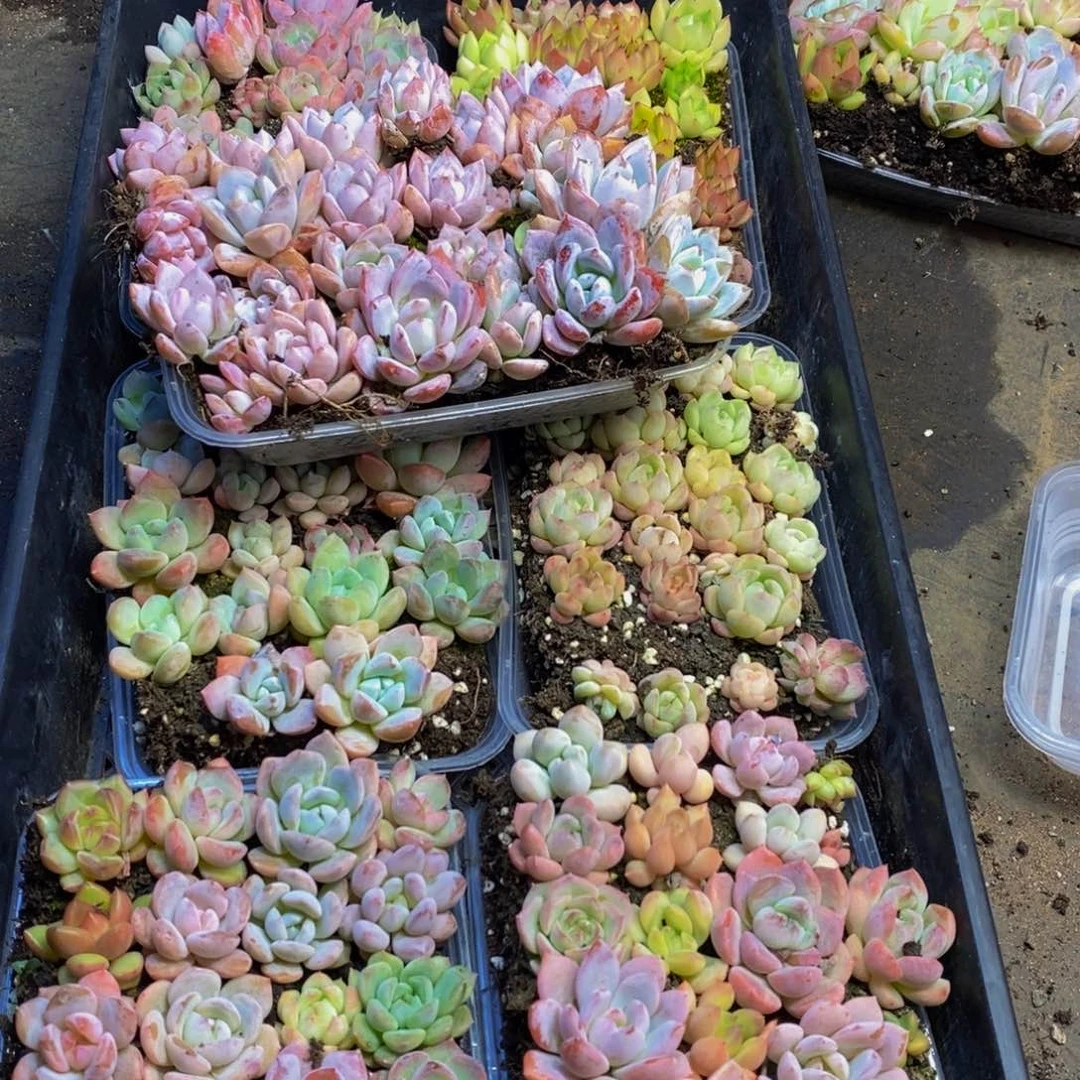 252 仙葩园艺精品多肉