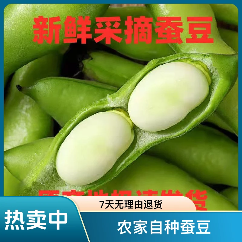 24年云南新鲜蚕豆青蚕豆嫩蚕豆米竖豌豆兰花豆佛南豆胡豆现摘现发