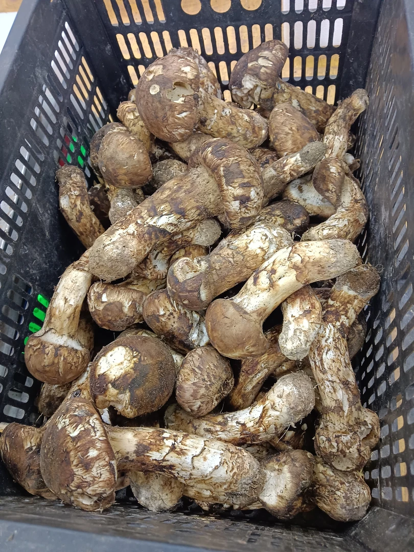新鲜野生松茸破损松茸不开
