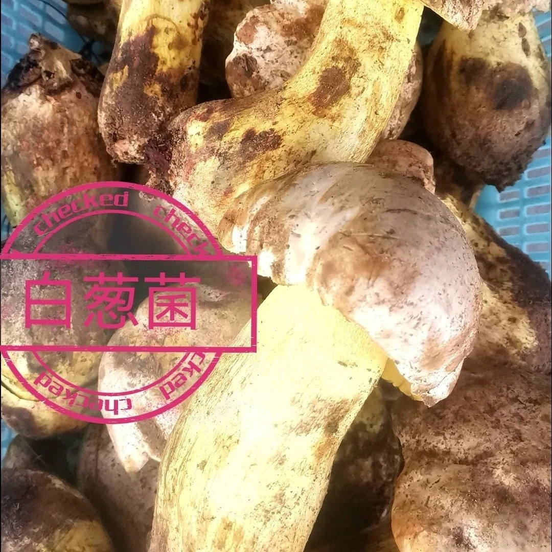2024.云南楚雄新鲜美味白牛肝菌白葱菌红葱顺丰空运极速发货包邮。