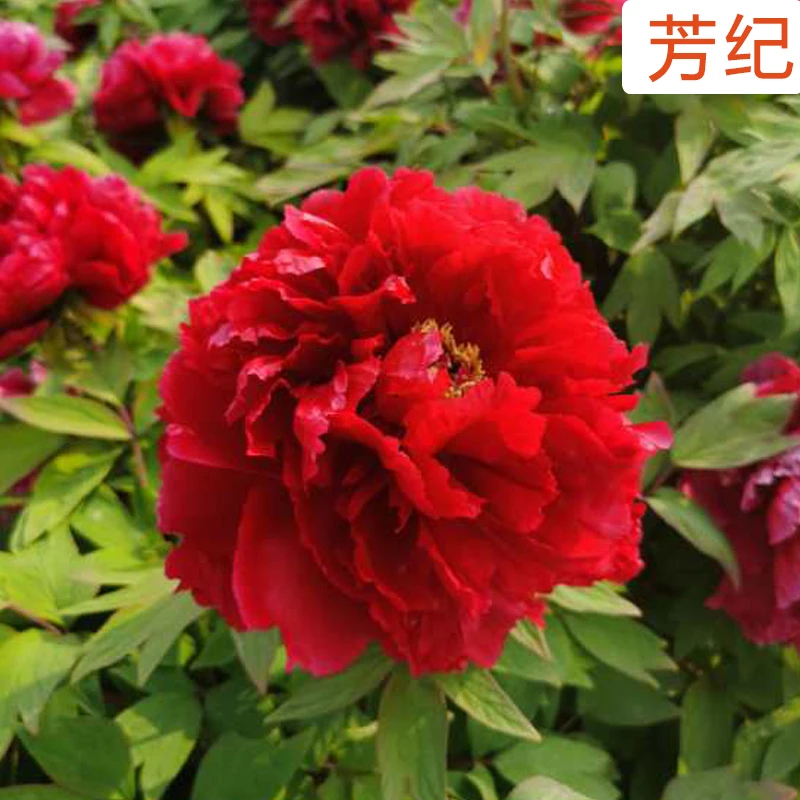 进口芳纪最红牡丹花苗5年大苗珍贵稀有品种庭院盆栽地栽花卉植物
