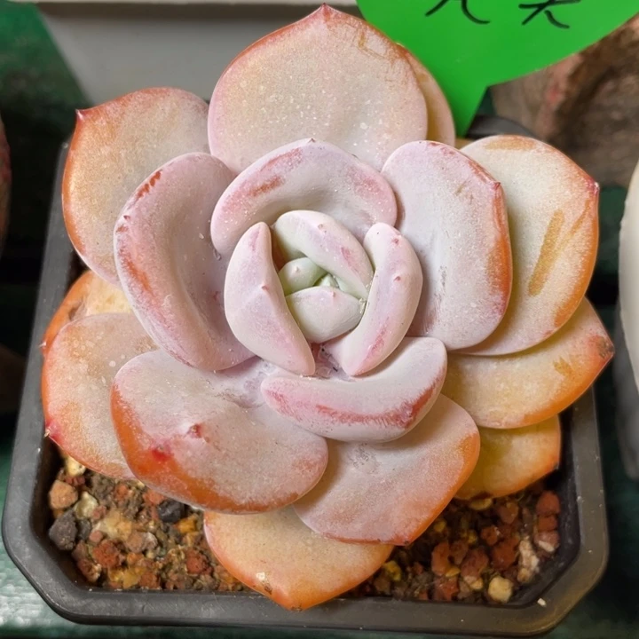 一物一拍拍下不退不换