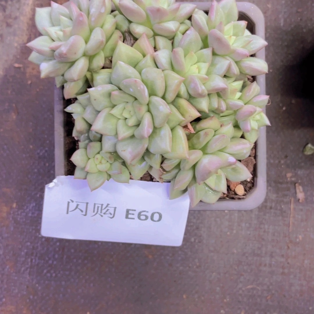 依**象牙Ｅ６0一颗一物一拍