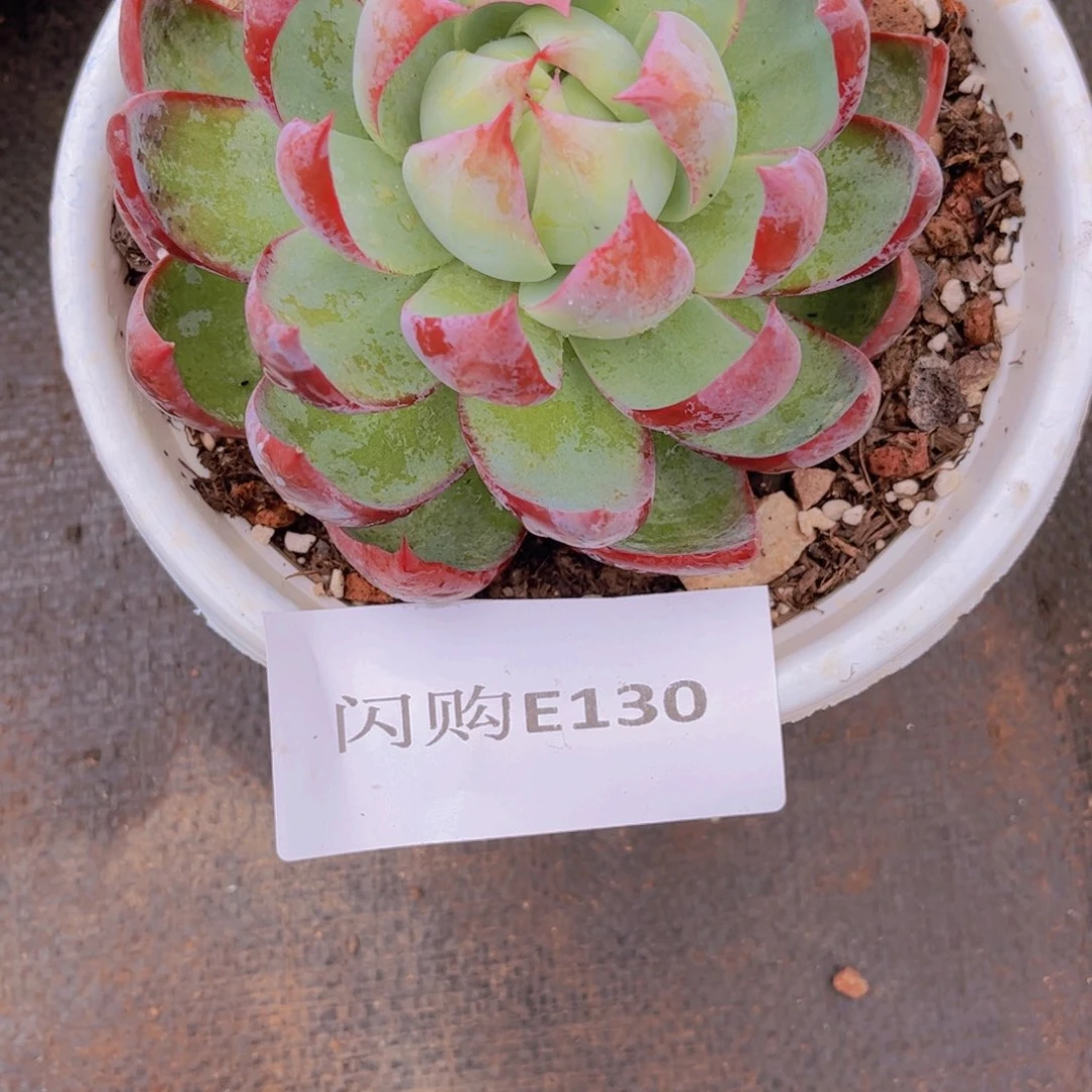 用****何惊鸿仙子E130号一物一拍
